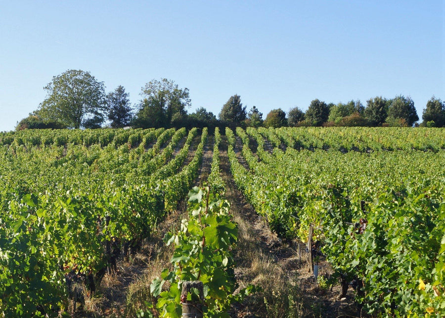 Clos de la Dioterie 2020 "En-primeur" - Charles Joguet