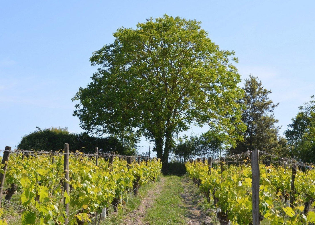 Clos de la Dioterie 2020 "En-primeur" - Charles Joguet