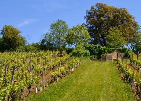 Clos du Chêne Vert 2019 - Charles Joguet