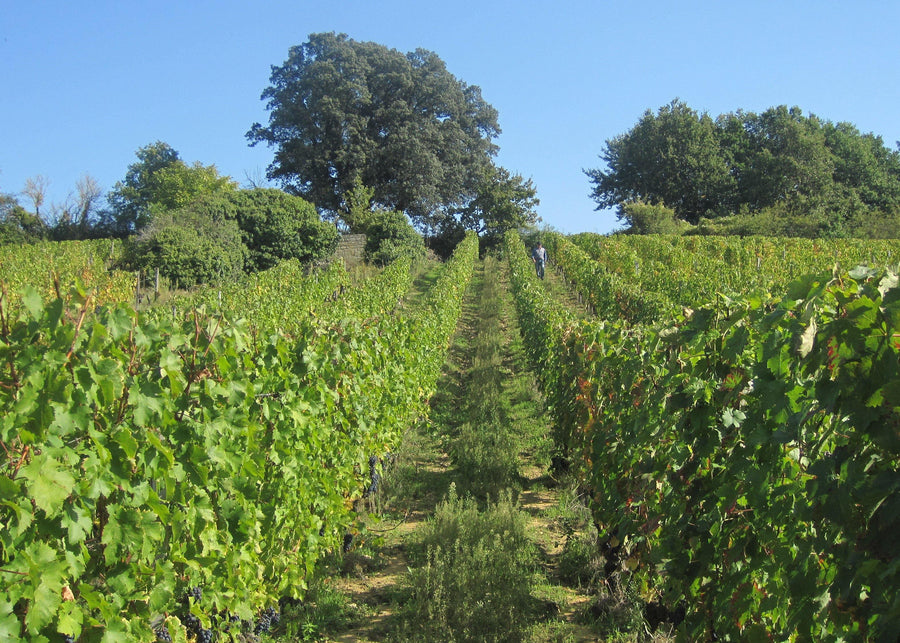 Clos du Chêne Vert 2019 - Charles Joguet