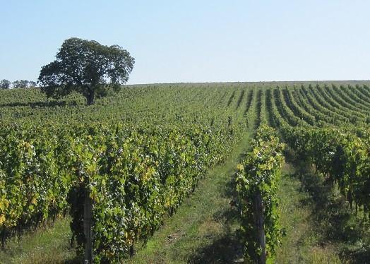 Les Varennes du Grand Clos 2013 - Charles Joguet