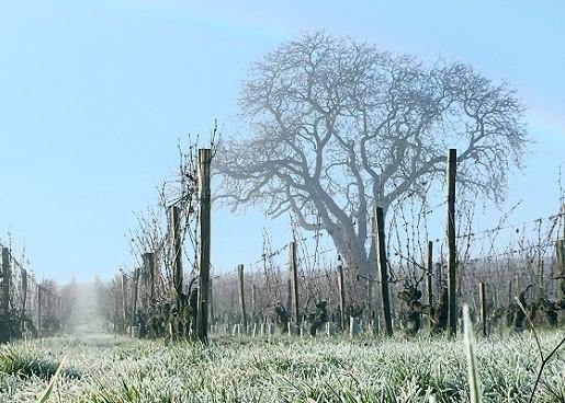 Les Varennes du Grand Clos 2013 - Charles Joguet