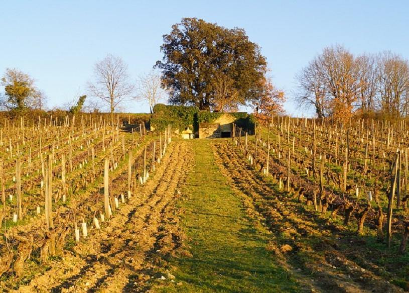 Clos du Chêne Vert 2019 - Charles Joguet